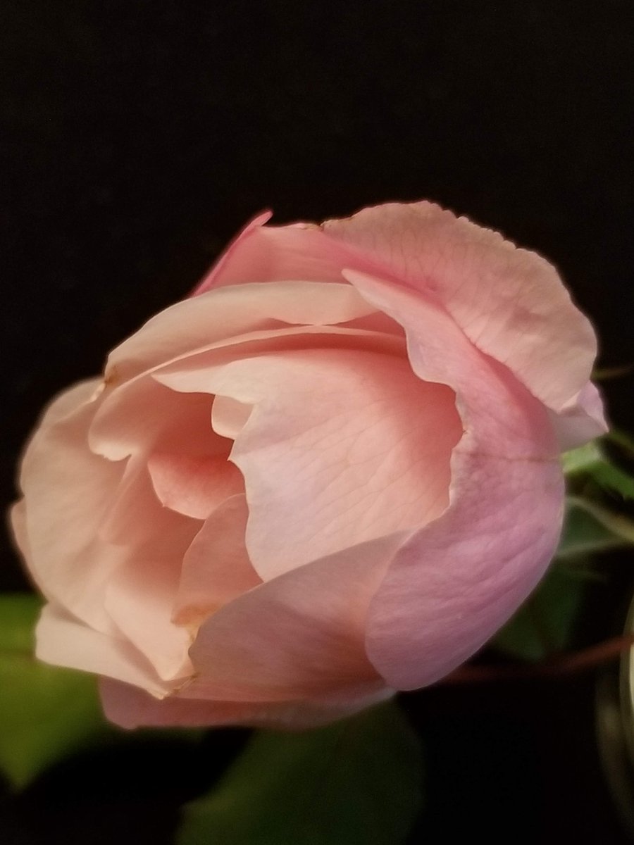 Last rosebud of summer 2021