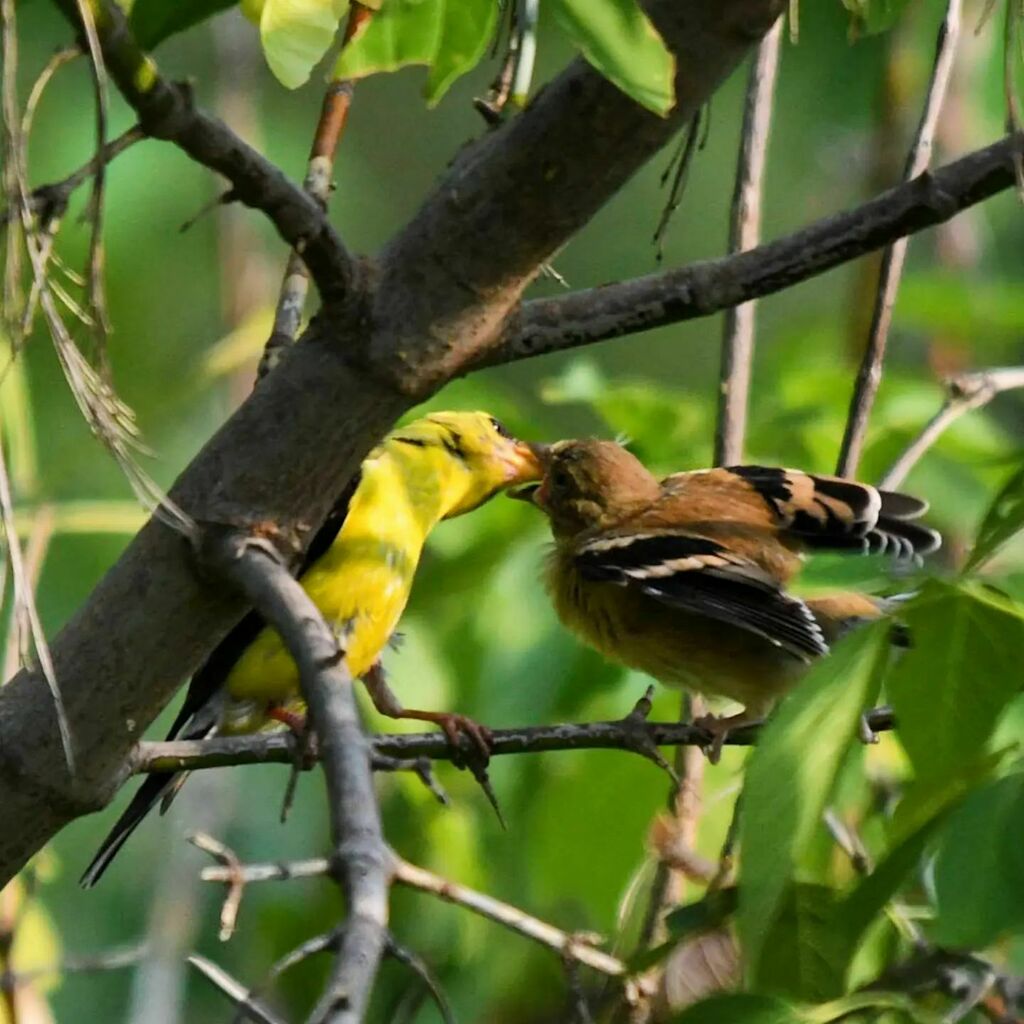 gttavisions's tweet photo. Another angle of a male American Goldfinch feeding a fledgling. We're about as far from breeding season as it gets, but while I'm eager to capture images of winter birds, I can't wait to see what visitors spring will bring.
.
.
.
#bird #birds #birdsofins… https://t.co/E9M0lCyEjL https://t.co/szvzqKvHrf