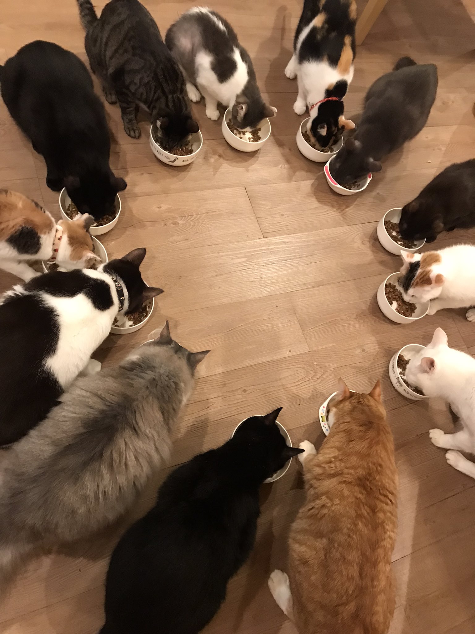 猫カフェtango Tango Twitter