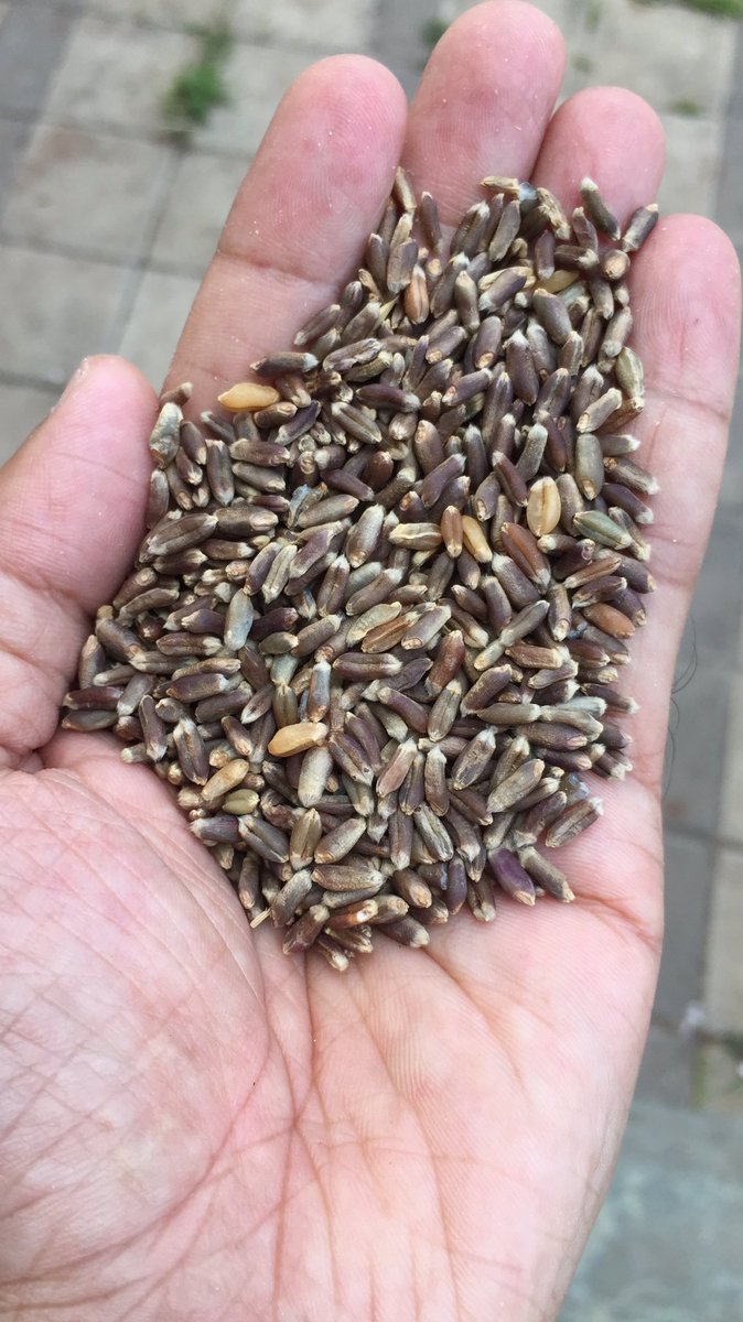 GoLocalBazar's tweet photo. Crop for sell: Black Wheat 
If interested Whatsapp us on +91 84466 77218  Or send us your contact details here. We'll get back to you with all details. @BigBazaar @JioMart  #Pune #Bangalore #Mumbai https://t.co/IW4gqQG12G