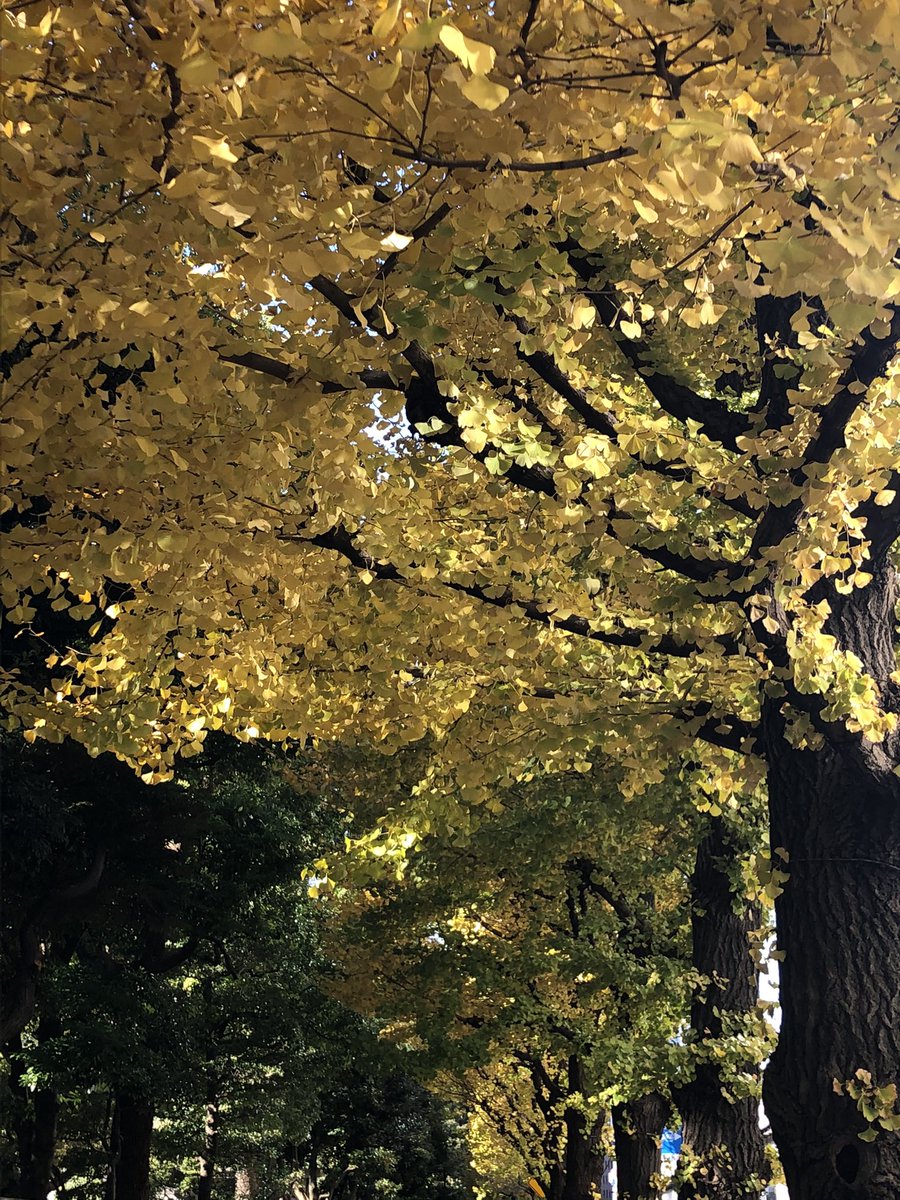 furii_jp's tweet photo. おはようございます🍁

朝から快晴の東京です

秋っぽいですが、もう師走‼️
今日も頑張りましょう👍

#企業公式が毎朝地元の天気を言い合う
#企業公式冬のフォロー祭り 
#企業公式相互フォロー
#がんばろう企業公式 https://t.co/GWtOnkvoma