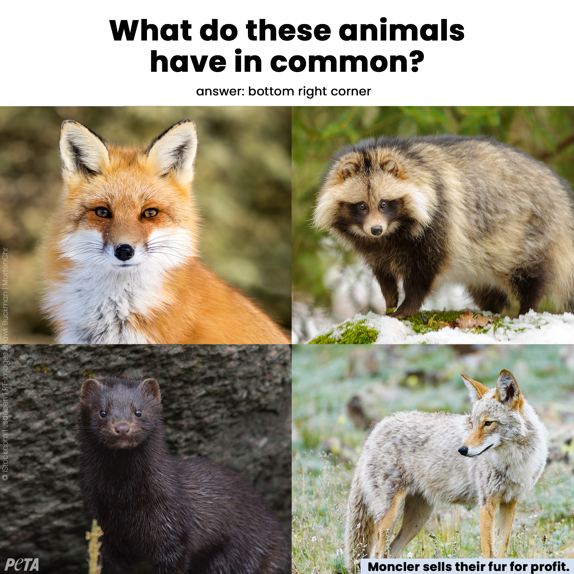 PETA on X Urge Moncler to stop profiting off animals violent deaths https t LXDF2x1ehA https t or1IsalvOQ X
