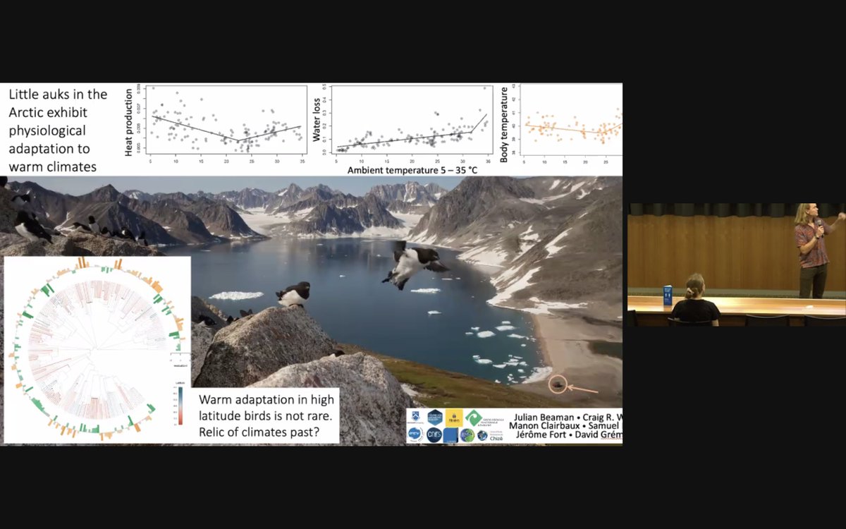 Australasian Evolution Society (@austevolsoc) on Twitter photo #AUSEVO2021 Julian Beaman <a href="/Flinders/">Flinders University</a> and collabs looked into thermal adaptation in birds, particularly important for seabirds like Arctic auks. Adaptation occurs freq. perhaps due to past changing climates. #AUSEVO2021 Julian Beaman <a href="/Flinders/">Flinders University</a> and collabs looked into thermal adaptation in birds, particularly important for seabirds like Arctic auks. Adaptation occurs freq. perhaps due to past changing climates.