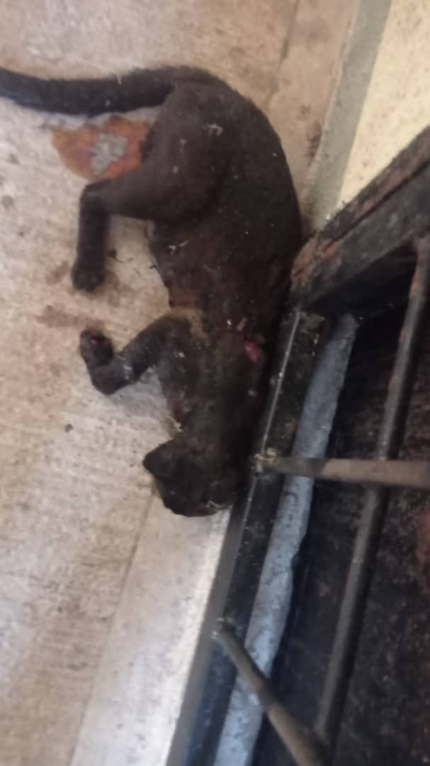 TarekWiliamSaab's tweet photo. 1) #IMPUTADOS por MALTRATO ANIMAL en Monagas los adolescentes Leobaldo José Suarez Chiguita, Leorangel David Suarez Chiguita  y Moises Alejandro Rojas Alcala: quienes brutalmente prendieron fuego a unos gatos comunitarios en la vía pública https://t.co/Jl4w0sExjA