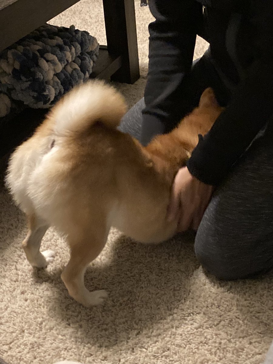 Shiba22395966's tweet image. I love daddy😻
#hibainu
#intheUS
#fromJPN