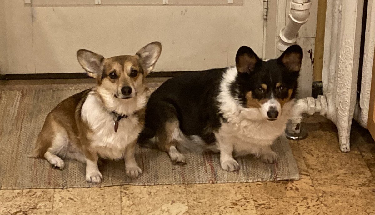 Will you make us a quesadilla too? #corgicrew