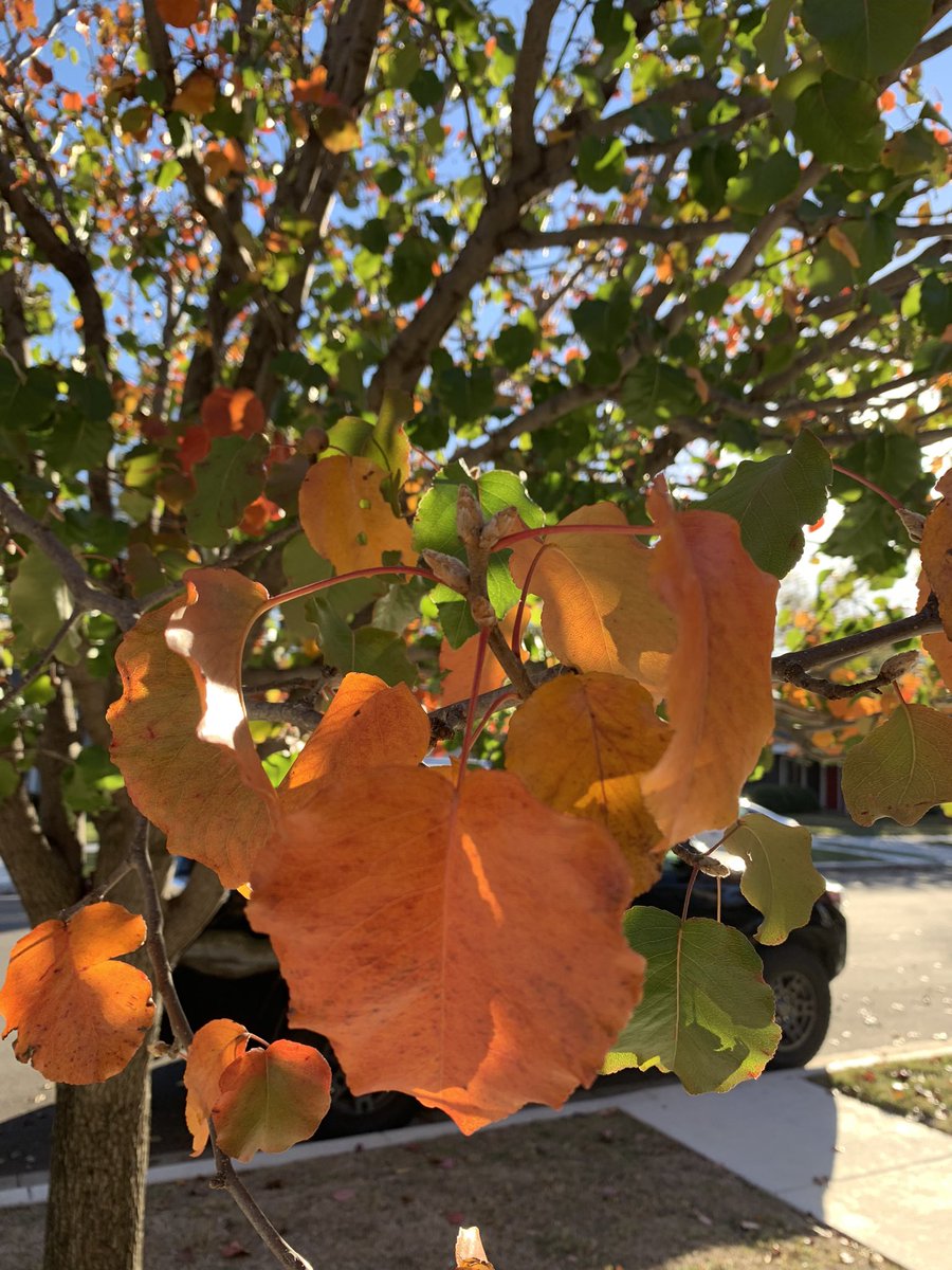 HortonHearsTx's tweet photo. It might be flannels and chestnuts-roasting-by-an-open-fire season, but it’s still 73°F and sunny on Dec. 1. 😁

It’s a Texas thing. 

Happy Wednesday friends! ❤️🎄❤️

#takeawalk #getoutside #whatilikeabouttexas #texasstateofmind #wednesdaythought https://t.co/SA8yCacadS