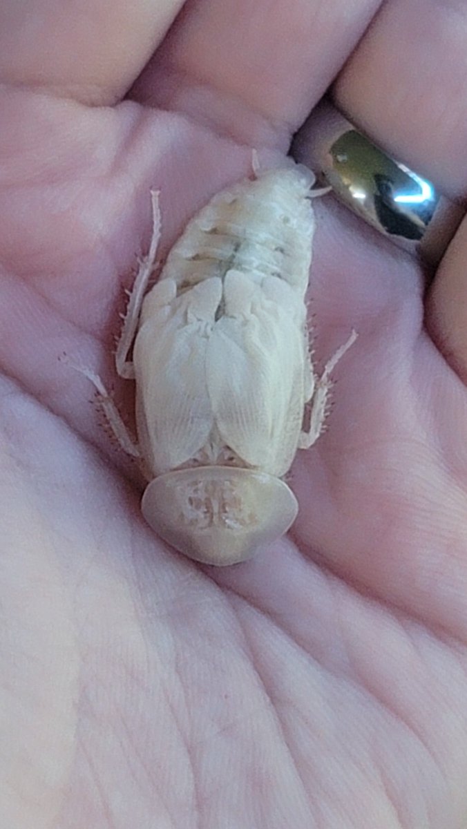 ClotShotta's tweet photo. Part of owning #reptiles also means having a colony of bugs to feed them. Dubia roaches are easy to contain, have long lifespans, are quick to produce, easy to gutload &amp; water, &amp; have ZERO smell. This is a freshly molted (Male) Dubia cockroach, they are endemic to South America. https://t.co/b4Mr5xe2y8