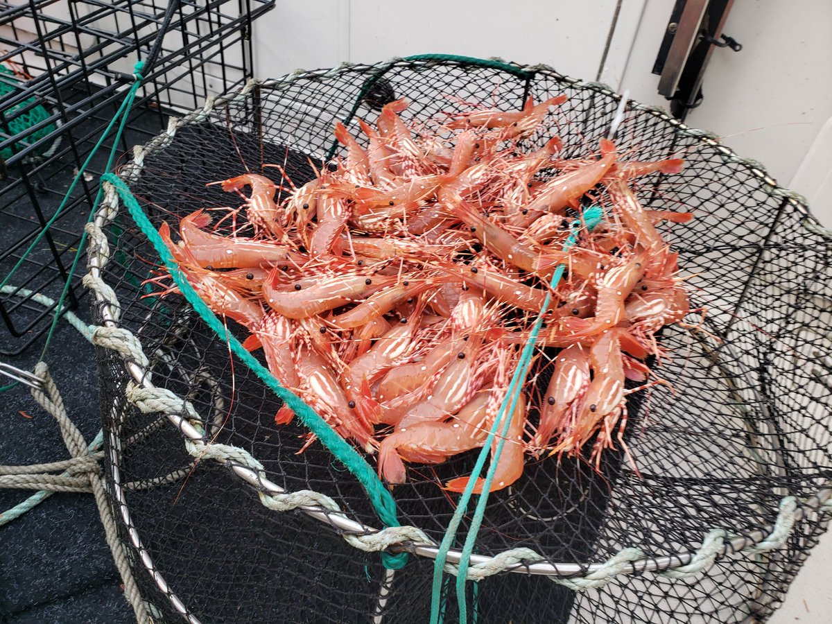 Salmon Charters tweet media