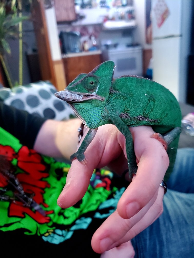 ClotShotta's tweet photo. Part of owning #reptiles also means having a colony of bugs to feed them. Dubia roaches are easy to contain, have long lifespans, are quick to produce, easy to gutload &amp; water, &amp; have ZERO smell. This is a freshly molted (Male) Dubia cockroach, they are endemic to South America. https://t.co/b4Mr5xe2y8