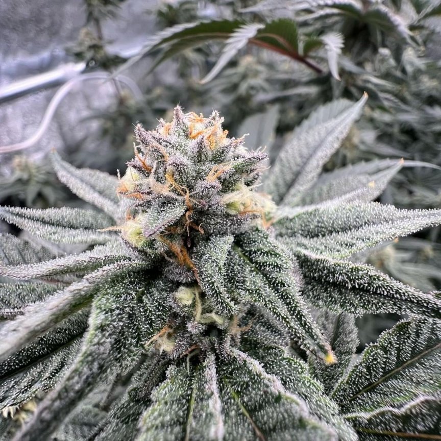 GeeklightC's tweet photo. Looking awesome under Geekbeast Plus!
https://t.co/heSw8wL7Or

#geeklight #GeekBeast #geekbeastplus #geekbeast630 #geekbeastplus630 #geekbeast630plus #ledgrow #ledgrown #ledgrowlights #ledgrowlight #ledplantlight #ledgrowlightbar #lm301h #lm301b #growlights https://t.co/8pTtB4Ub4g