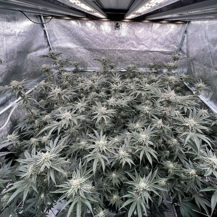 GeeklightC's tweet photo. Looking awesome under Geekbeast Plus!
https://t.co/heSw8wL7Or

#geeklight #GeekBeast #geekbeastplus #geekbeast630 #geekbeastplus630 #geekbeast630plus #ledgrow #ledgrown #ledgrowlights #ledgrowlight #ledplantlight #ledgrowlightbar #lm301h #lm301b #growlights https://t.co/8pTtB4Ub4g
