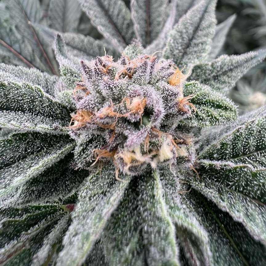 GeeklightC's tweet photo. Looking awesome under Geekbeast Plus!
https://t.co/heSw8wL7Or

#geeklight #GeekBeast #geekbeastplus #geekbeast630 #geekbeastplus630 #geekbeast630plus #ledgrow #ledgrown #ledgrowlights #ledgrowlight #ledplantlight #ledgrowlightbar #lm301h #lm301b #growlights https://t.co/8pTtB4Ub4g