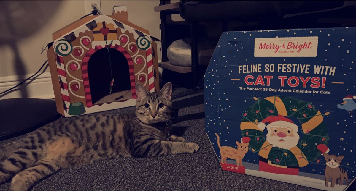 destinymxb's tweet photo. Our favorite kitten supplies come from @PetSmart Check out their advent calendar full of fun festive cat/kitten toys!! Even the gingerbread house is from @PetSmart #spoiled #kitten #AdventCalendar https://t.co/596I4WujQn