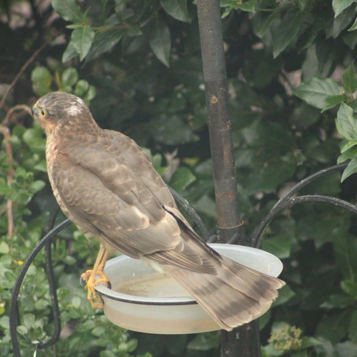 DaveMckeller's tweet photo. When this incredibly beautiful juvenile Sparrowhawk lands in your Garden, I have so many visiting me Gardens on a daily basis's, But this one was getting hassled by four Magpies. https://t.co/dRb5YV2YCy