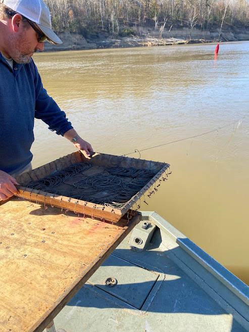 SRiderfishbio's tweet photo. Sampling new areas for #AlabamaSturgeon during winter months based on #eDNA detections from #janosiklab @janosam. Just drum and channel cats this week, but we'll back at it next week. #Scaphirhynchus #trotlining #AlabamaRiverStreamFisheriesProgram https://t.co/hPKdr9zfUw