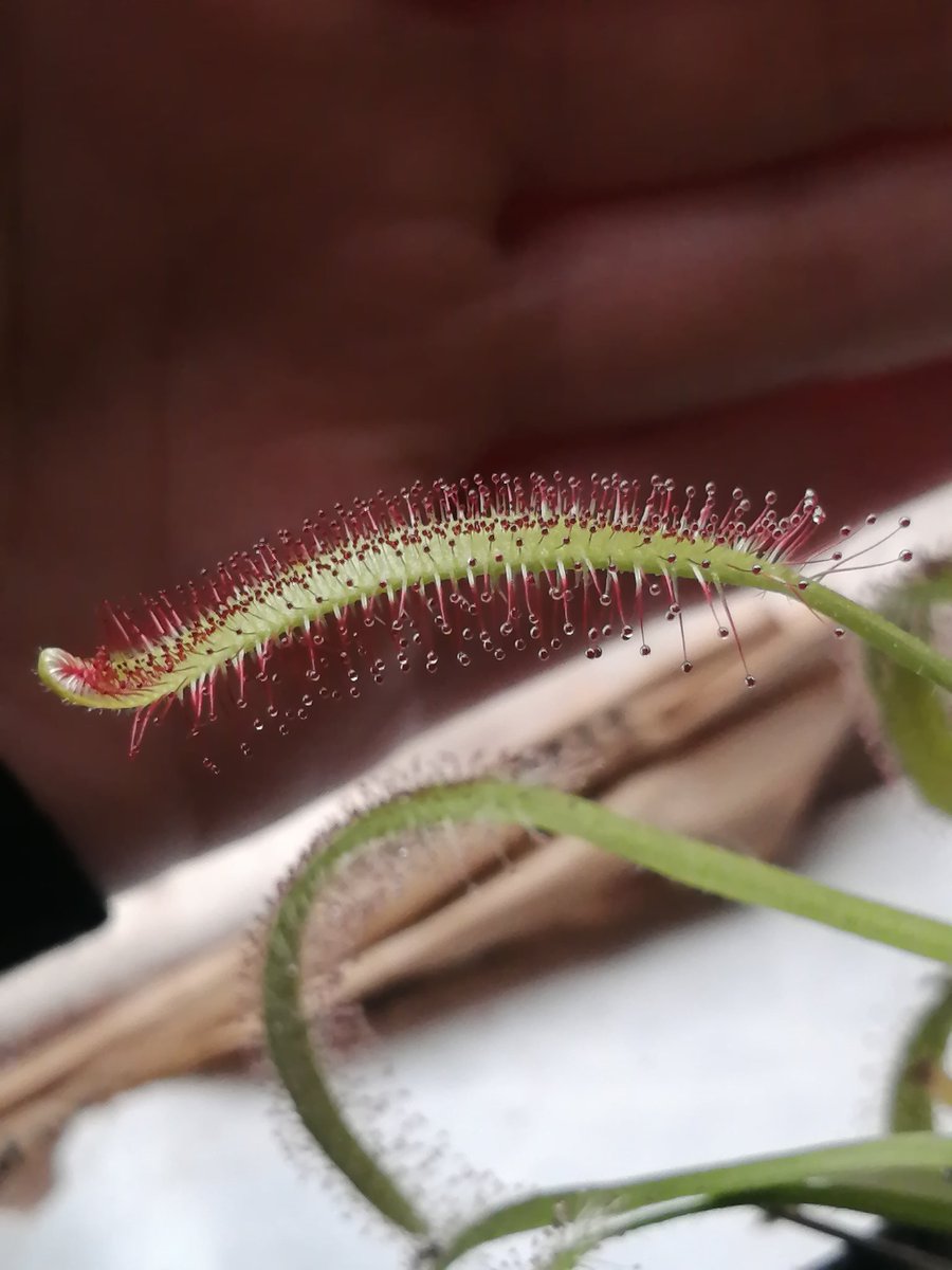 lizfujoshi's tweet photo. #Droseras  #plantascarnivoras https://t.co/HNXPWmDeSx