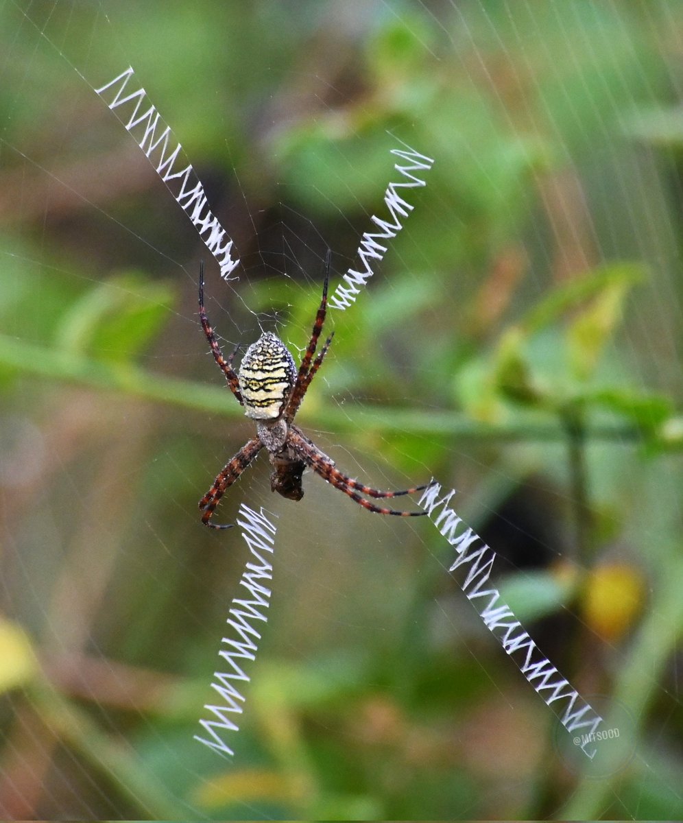 Day 618

Signature Spider (Orb-weaver)!! 

#AnythingButBirds by #IndiAves

#dailypic #TwitterNatureCommunity  #ThePhotoHour #BBCWildlifePOTD