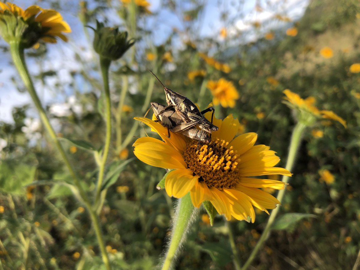 Ba rzulo rtxa sa’ de uxhady / Time when grasshoppers start mating / Temporada de apareo de los chapulines #UsaTuVoz