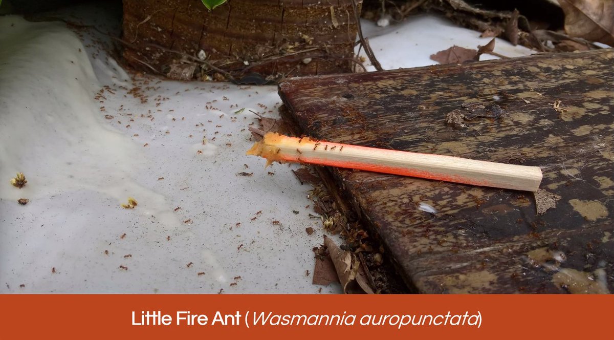 SnailerTaylor's tweet photo. #InvasiveSpecies management is most effective on a larger scale. Dr. Rebecca Niemiec and Franny Brewer explain how making invasive species control a #socialnorm helped Hawaiʻi Island neighborhoods organize and work together to detect and eliminate #LittleFireAnts. #NREMseminar https://t.co/RgQmd2VP2M