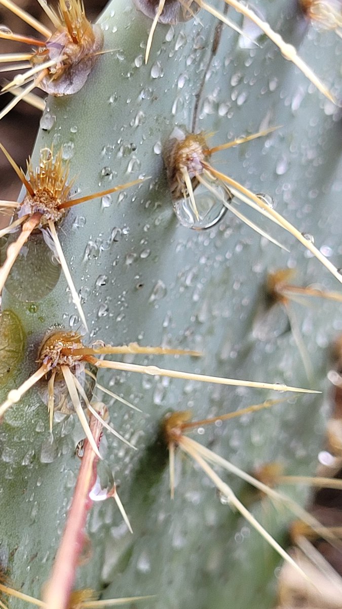 JeanLaura Padilla tweet media