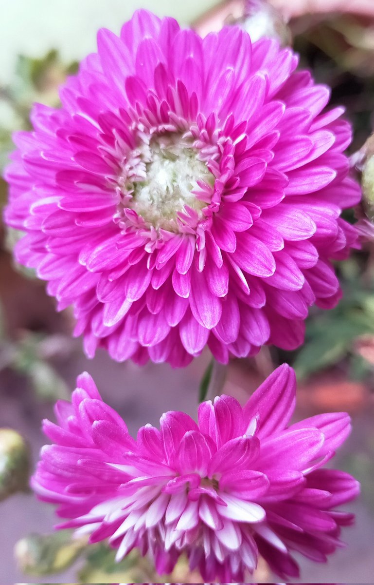 MissSharadSingh's tweet photo. Chrysanthemums | Sevanti | Guldaudi | Photo by Dr (Ms) Sharad Singh
#Beauty_of_biodiversity.
#NaturePhotography #nature #photography #horizonphotography #naturephotographer
#natgeophotography
#biodiversity #guldaudi
#chrysanthemums #sevanti
#flowers #beautifulflowers https://t.co/gP1bj5hJmv