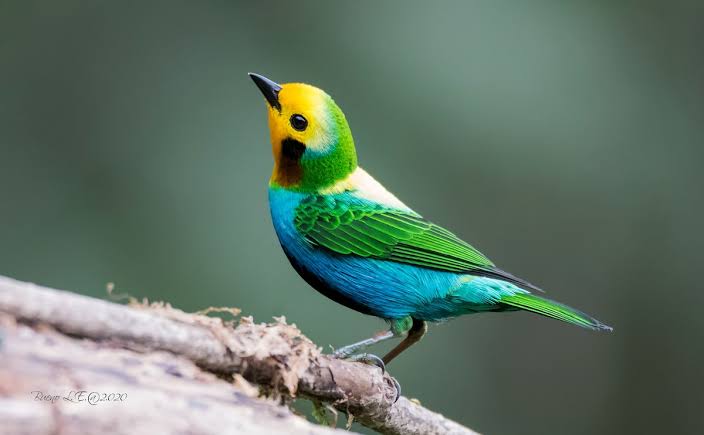 This is what people would look like if they were birds