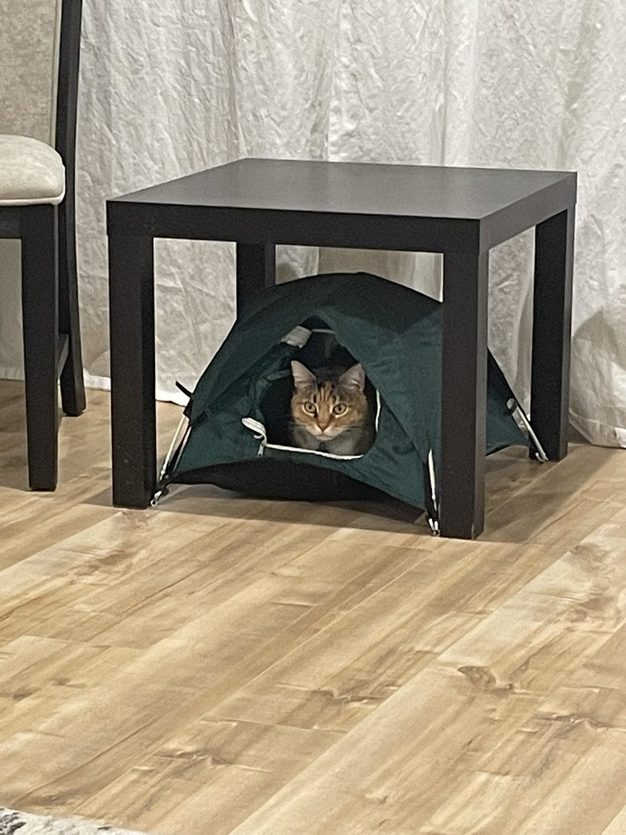 sseevvss's tweet photo. What more do you need? #TinyTent https://t.co/qYXGxRhGFJ