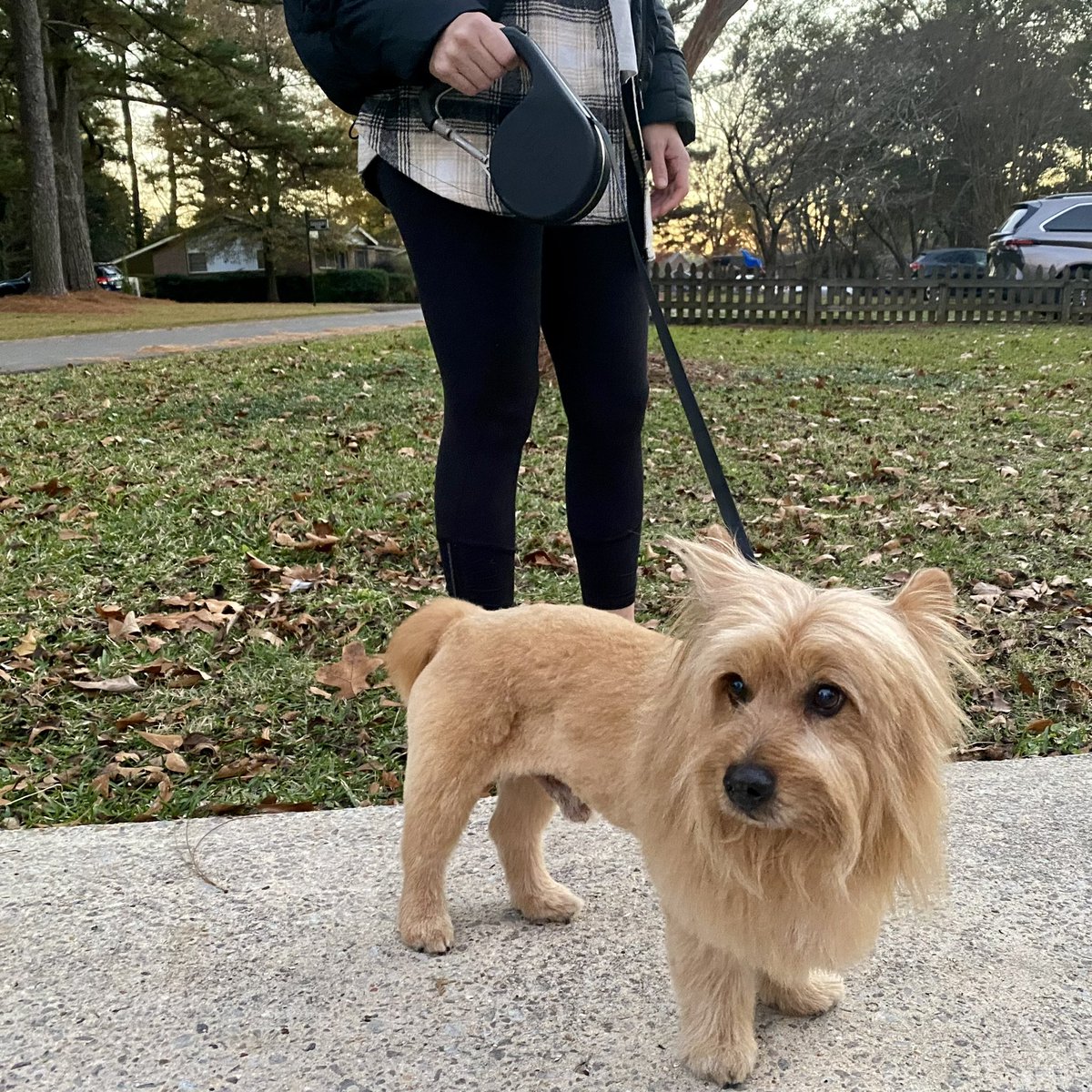 hitchleash's tweet photo. Wopwop testing out Hitch Leash, our retractable leash with a carabiner in the handle. 9 days left to pre-order on Kickstarter. https://t.co/HAiZ3nWN7B
Thanks Wopwop!

#happydog #dogsoftwitter #gooddog #kickstarter #crowdfunding https://t.co/Z5ZzJNsl2V
