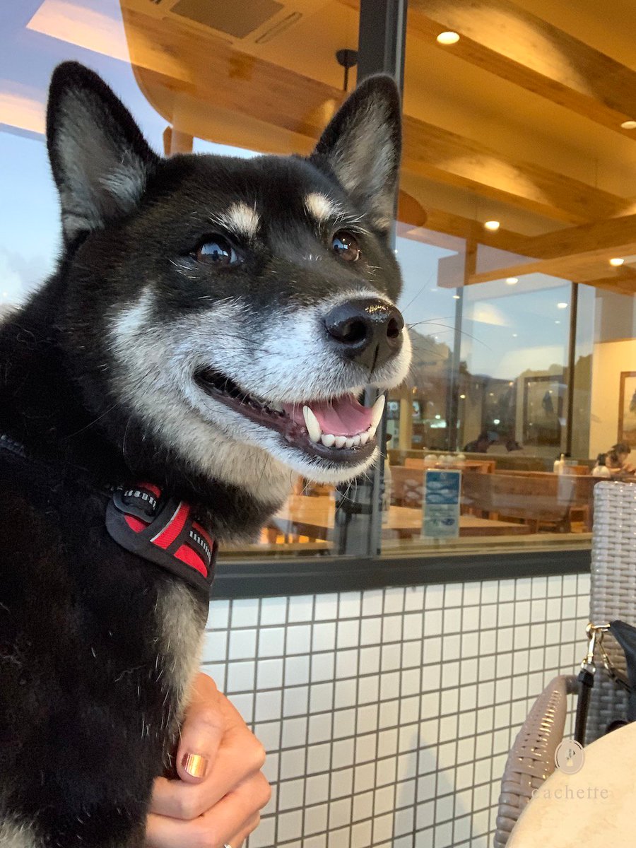 cachette_pet's tweet photo. 【Contributor's column🐶】
#岩切裕布さん と #空ちゃん の記事が更新されました🐾
愛犬のお散歩にぴったりの葛西臨海公園へ!💁
https://t.co/eEBpxnpHl2
#cachettepet #ContributorsColumn #lifestyle #葛西臨海公園 #柴犬 #抱っこ犬 #スリエ #お散歩 https://t.co/3IlG1yro5L