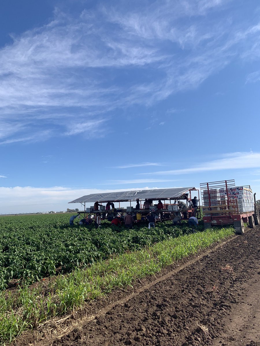 Never thought that on December 1st they’d still be picking bell peppers out of a field. Pretty cool operation we got to see for the first time today