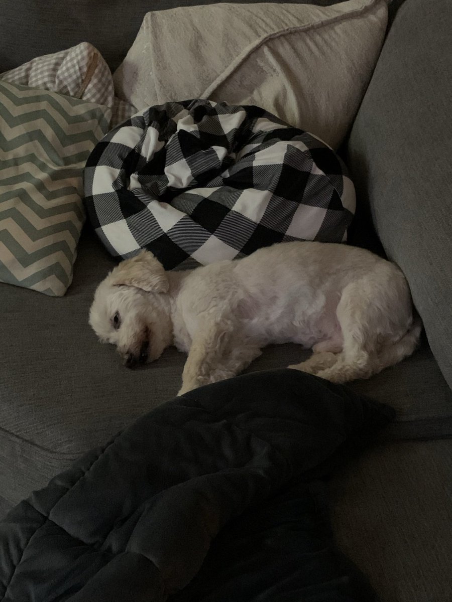 dandreaeady's tweet photo. @nonamedsd123420 @Suns @socios Loved the Brazilian Blur!
Case in point tho. My best buddy forever and ever. Best dog on the planet. Just lost him this year at 18 (126 dog years). Iβll miss him forever. My Nash.
@SteveNash #Sunsfanforlife #sinceday1 #AZbornandraised https://t.co/TzsG7STdWU