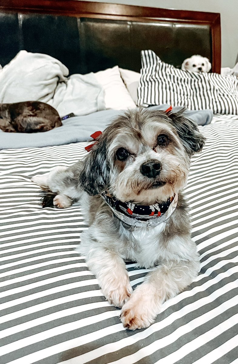 My @austindogrescue foster sister, Karen from Finance, got her holiday glow up from @mudpuppies. She’ll be available for adoption next week! She’ll need to be the only pet in the home. ❤️🐶 Share her! 😘 RT