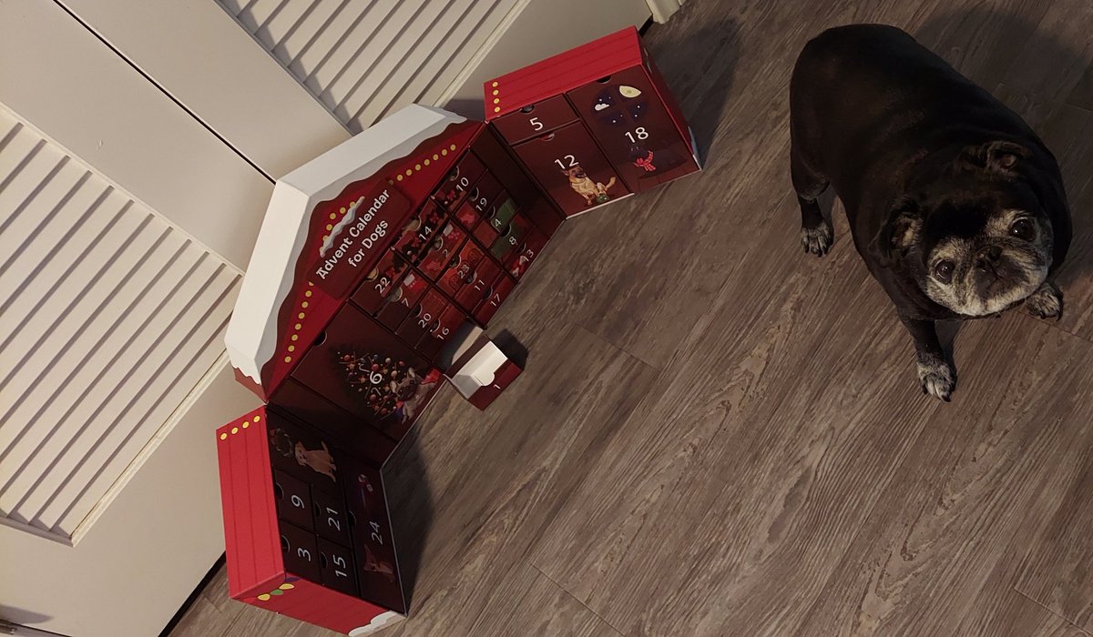 jamusndit's tweet photo. Puggy likes it! ๐๐๐ถ
He doesn't understand it's one a day - he's mad.๐ก..๐๐
#AdventCalendar #AdventCalendarForDogs #pug https://t.co/O2dVc79J2z