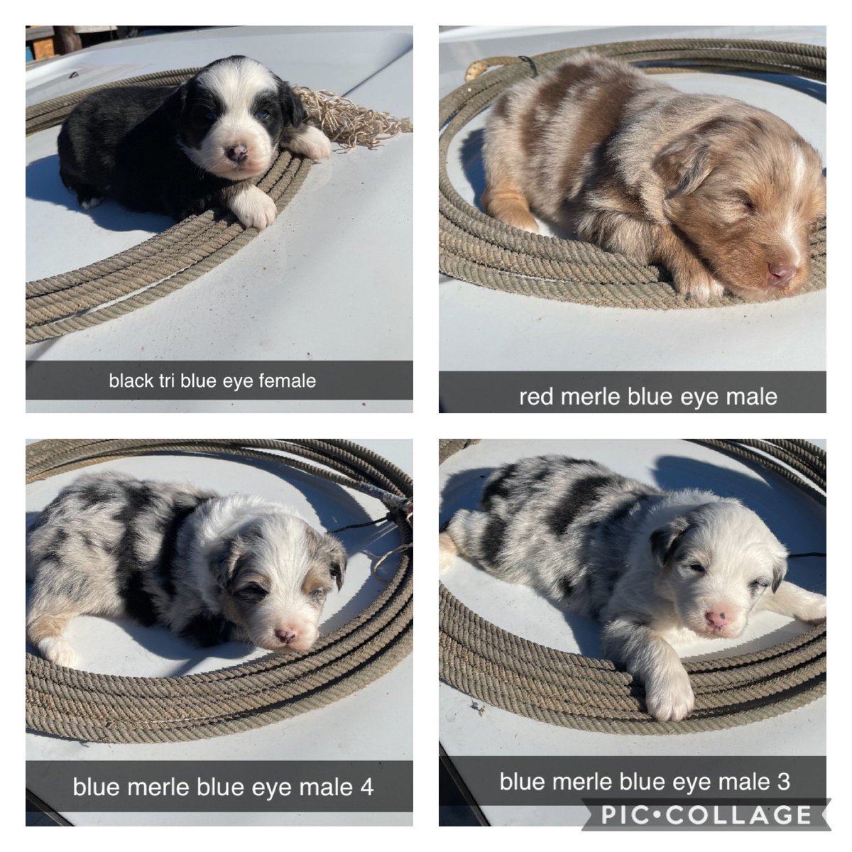 Standard australian shepherds! 
DOB 10-30-21 
tails docked-asdr-first shots done 
sweet as can be &amp; so smart ! 
stephenville, tx - willing to meet 
pm for more information