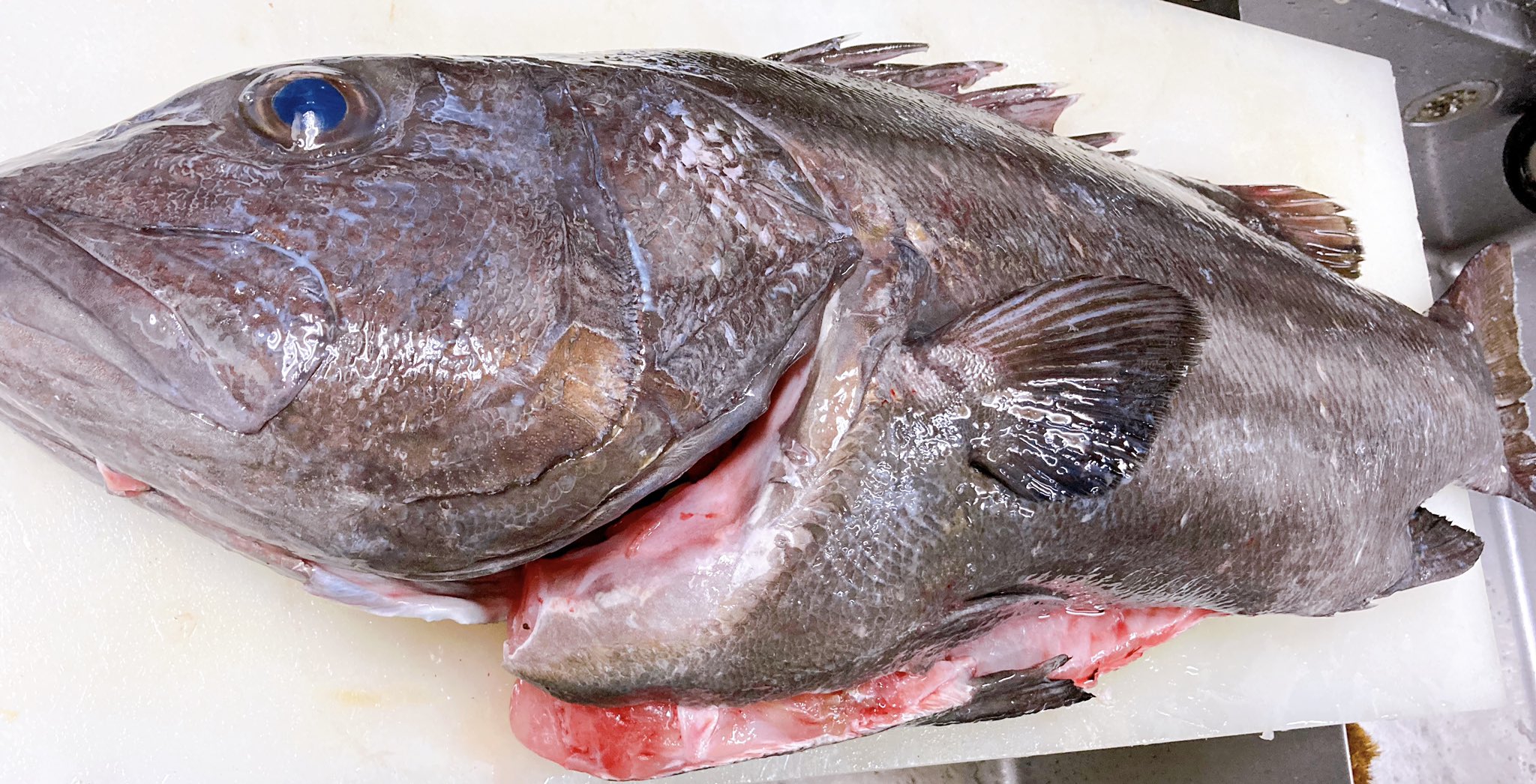 仙川釣よし おはようございます 本日は銚子から7kgの大物イシナギがやってまいりました 本日のお刺身セットに入ってます その他セットはチビキ アオダイ アカハタモドキ 八丈赤ムツです 本日も一日よろしくお願い致します 釣よし 調布市