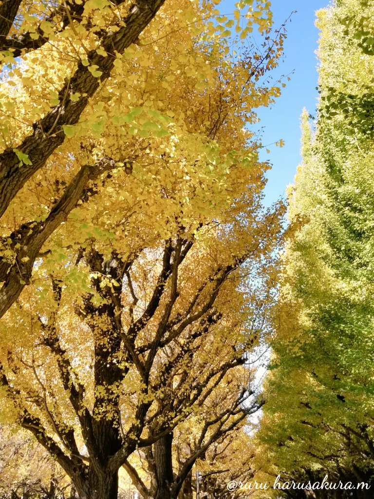 黄色の秋✨