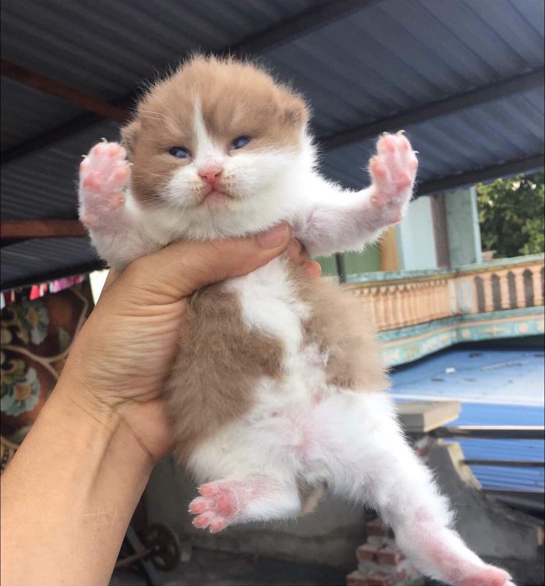 petsfess's tweet photo. Kcg! Ovaltine with milk lagi silat  https://t.co/e5XFvwbbbt