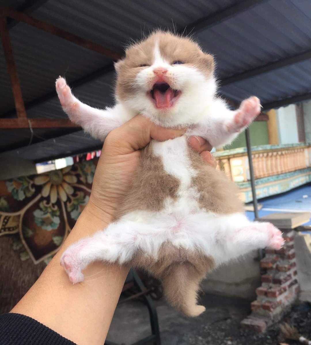 petsfess's tweet photo. Kcg! Ovaltine with milk lagi silat  https://t.co/e5XFvwbbbt