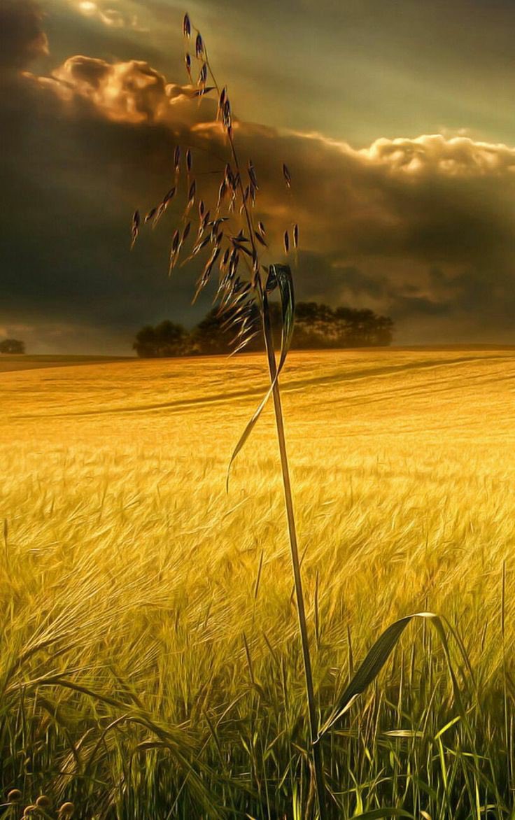 Монгол хөрс шорооноос ургасан улаануудайгаа авахгүй Гааль, НӨТ бүх Татварыг 0 болгож ОХУ аас 900К аар авчаад Монголынхоо 500 К аар авахгүй одоо цасанд булаастай байгаа будааны ард Гурилын Мафи 5 гэр бүлд Улсаас жилийн 3 хувийн хүүтэй Банкны Зээл олгож байгааг эсэргүйцэж байна!