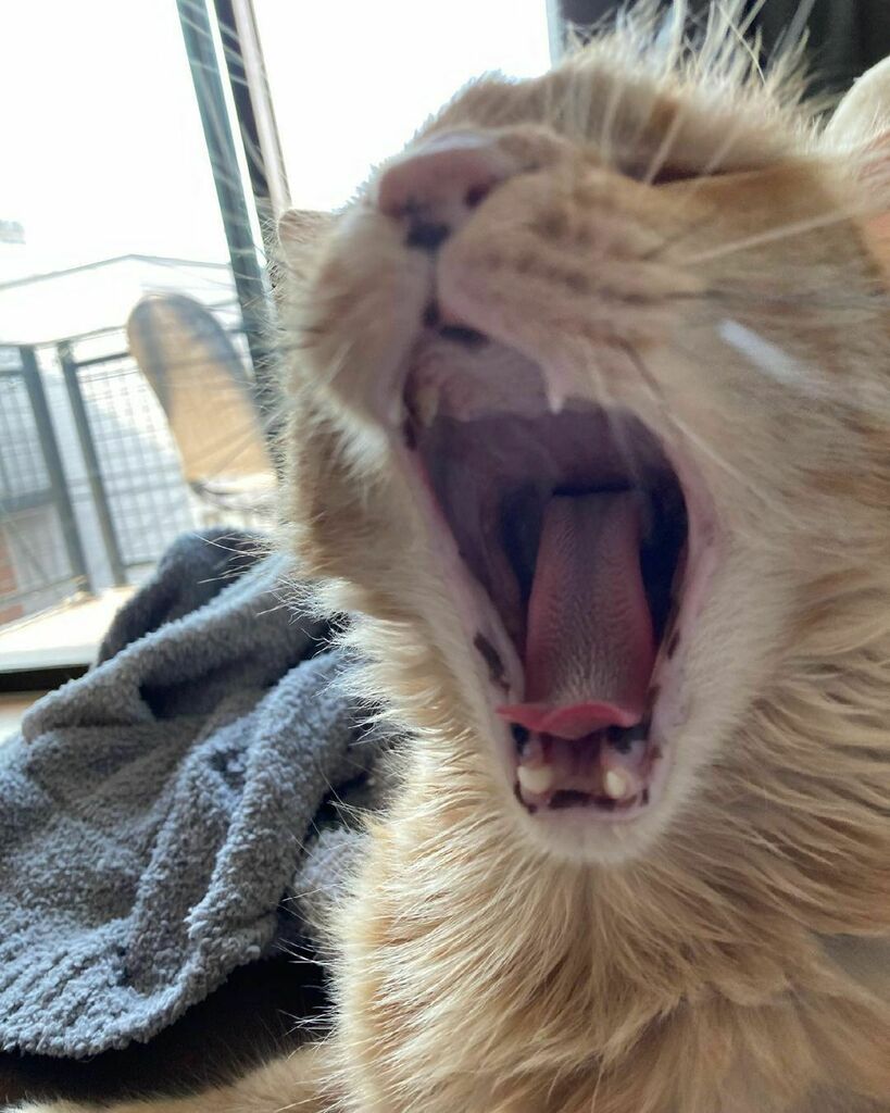 KitNipBox's tweet photo. Moomm, the sun's up. I've already missed 2 breakfasts! 🙀  #BreakfastIsLate #KitNipBox ⠀
⠀
[via Instagram | @housecatdobby] https://t.co/AIdUdqOJtm https://t.co/zmcV5ZgMry