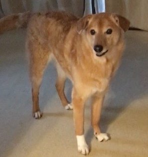 Mihana25 今日は雑種犬の日だそうです 私が知っている雑種犬はみんな優しくて 賢くて とても可愛い クリスマスのプレゼントにどうしても犬が欲しいなら 保護施設から犬を迎えてあげてください 雑種犬もたくさんいます サンタさんもきっと一番喜ぶ