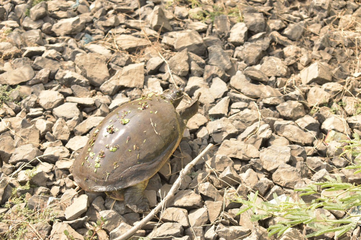 mgknair's tweet image. #AnythingButBirds #IndiAves #Indianflapshellturtle