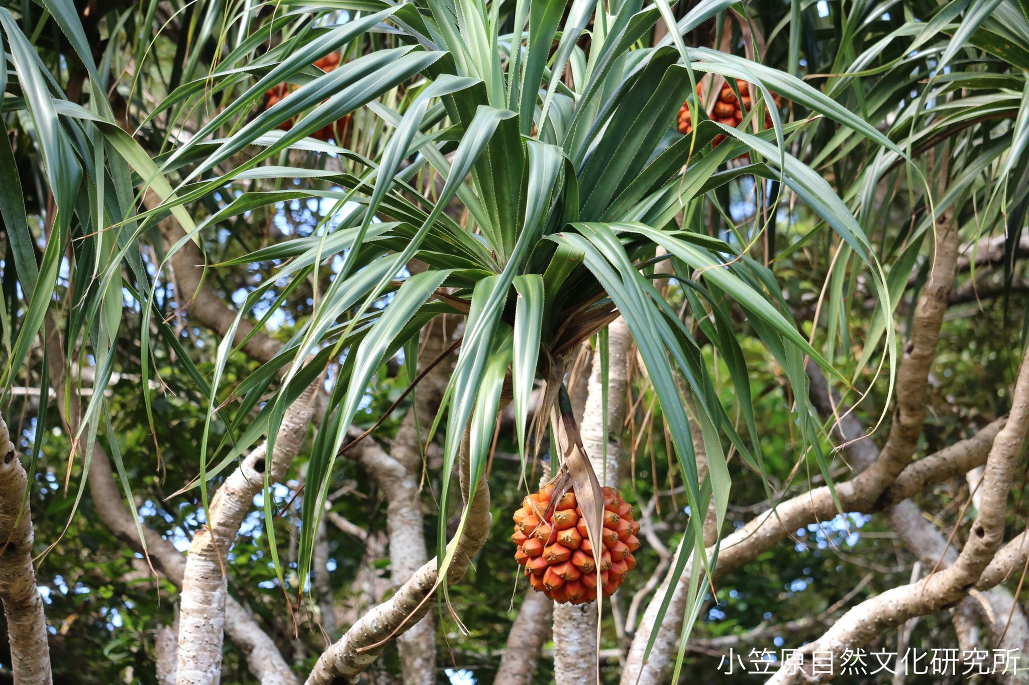小笠原自然文化研究所 小笠原で最も有名な植物 タコノキ この熟果をお酒につけた タコの実酒 というものがあります 甘くて美味しいので 虫みたいな気分になれます T Co Ro2lljjfcu Twitter