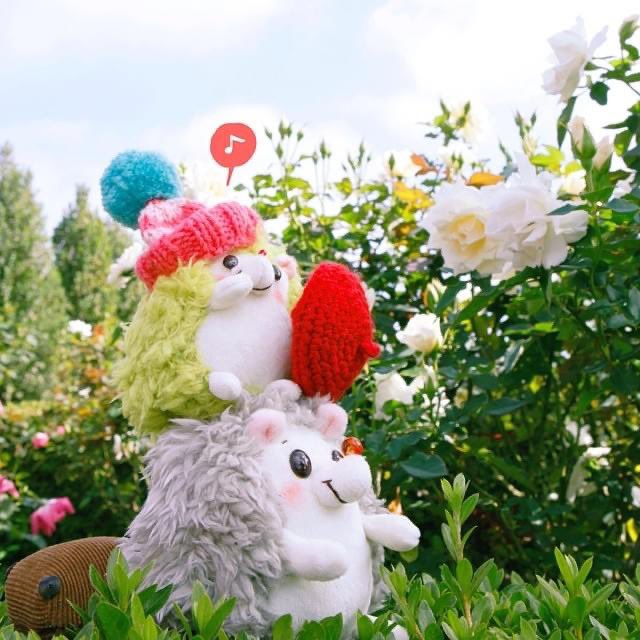 RainbowPockets's tweet photo. かくほー♪
#ぬい撮り #rockandpaper https://t.co/7OoBPtsEuw