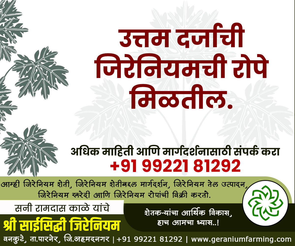 GeraniumFarming's tweet photo. श्री.साईसिद्धी जिरेनियम, वनकुटे, पारनेर, अहमदनगर.
शेतकऱ्यांचा आर्थिक विकास, हाच आमचा ध्यास..!
जिरेनियम शेती, जिरेनियम तेल उत्पादन, जिरेनियम शेती प्रशिक्षण व मार्गदर्शन, जिरेनियम खरेदी, जिरेनियम रोपांची विक्री.
#GeraniumFarming
https://t.co/XXSCNUB8rZ @ilovenagar https://t.co/M0aDzdPA0h