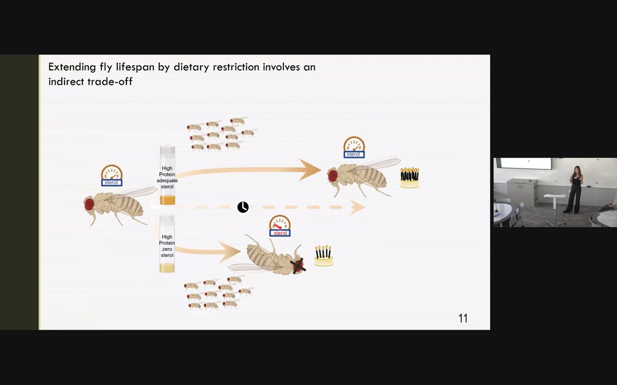 Australasian Evolution Society (@austevolsoc) on Twitter photo #AUSEVO2021 <a href="/BrookeZanco/">Brooke Zanco</a> <a href="/MonashBiol/">School of Biological Sciences, Monash</a> explains how protein & carbohydrate micronutrients are important for increased reproduction and lifespans piperlab.org #AUSEVO2021 <a href="/BrookeZanco/">Brooke Zanco</a> <a href="/MonashBiol/">School of Biological Sciences, Monash</a> explains how protein & carbohydrate micronutrients are important for increased reproduction and lifespans piperlab.org