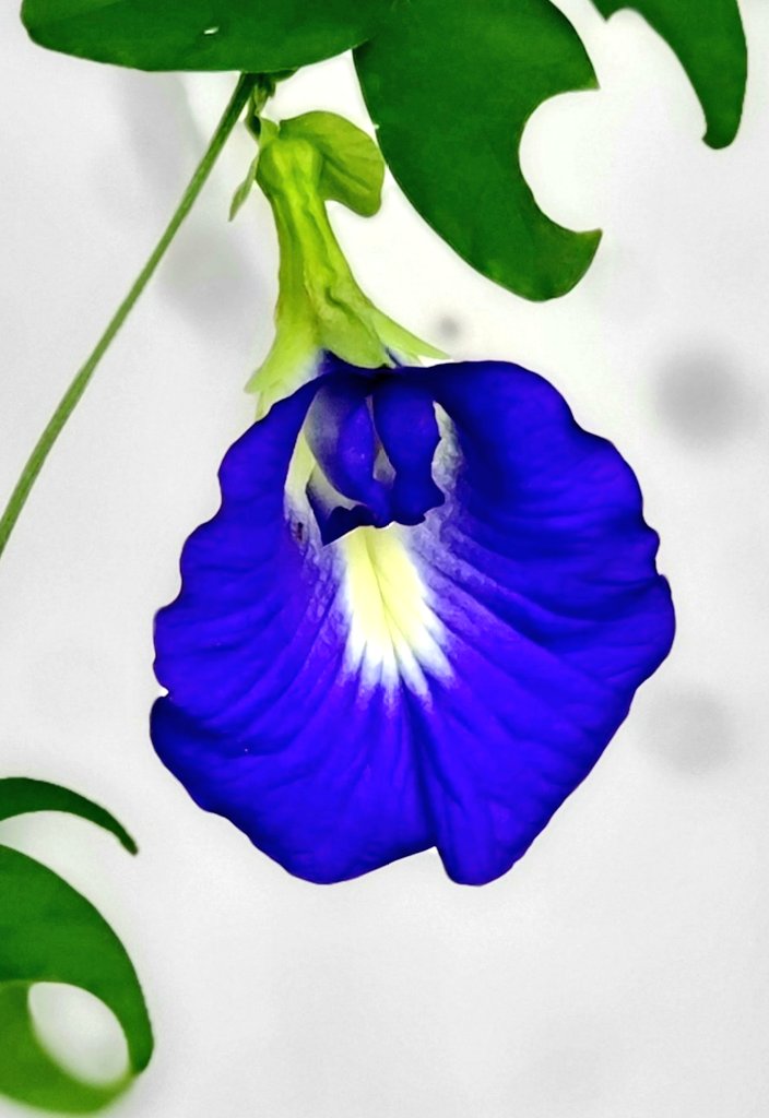 alghafri's tweet photo. #زهور #متسلقة_الشاي_الازرق او #البازلاء_الزرقاء #Clitoria_Ternatea في حديقتي. تستعمل للشاي الازرق الذي يتغير لونه الى عدة الوان تبعا لما يضاف اليه.
يستعمل كملون طبيعي للاطعمة. تتحمل اجواء عمان.
#Asian_pigeonwings
#bluebellvine
#blue_pea
#butterfly_pea
#cordofan_pea
#Darwin_pea
. https://t.co/AmbkrKFNQm