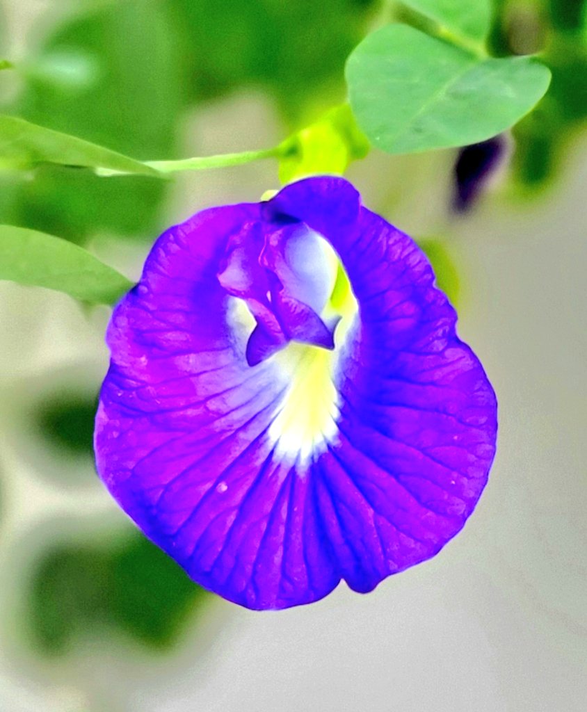 alghafri's tweet photo. #زهور #متسلقة_الشاي_الازرق او #البازلاء_الزرقاء #Clitoria_Ternatea في حديقتي. تستعمل للشاي الازرق الذي يتغير لونه الى عدة الوان تبعا لما يضاف اليه.
يستعمل كملون طبيعي للاطعمة. تتحمل اجواء عمان.
#Asian_pigeonwings
#bluebellvine
#blue_pea
#butterfly_pea
#cordofan_pea
#Darwin_pea
. https://t.co/AmbkrKFNQm