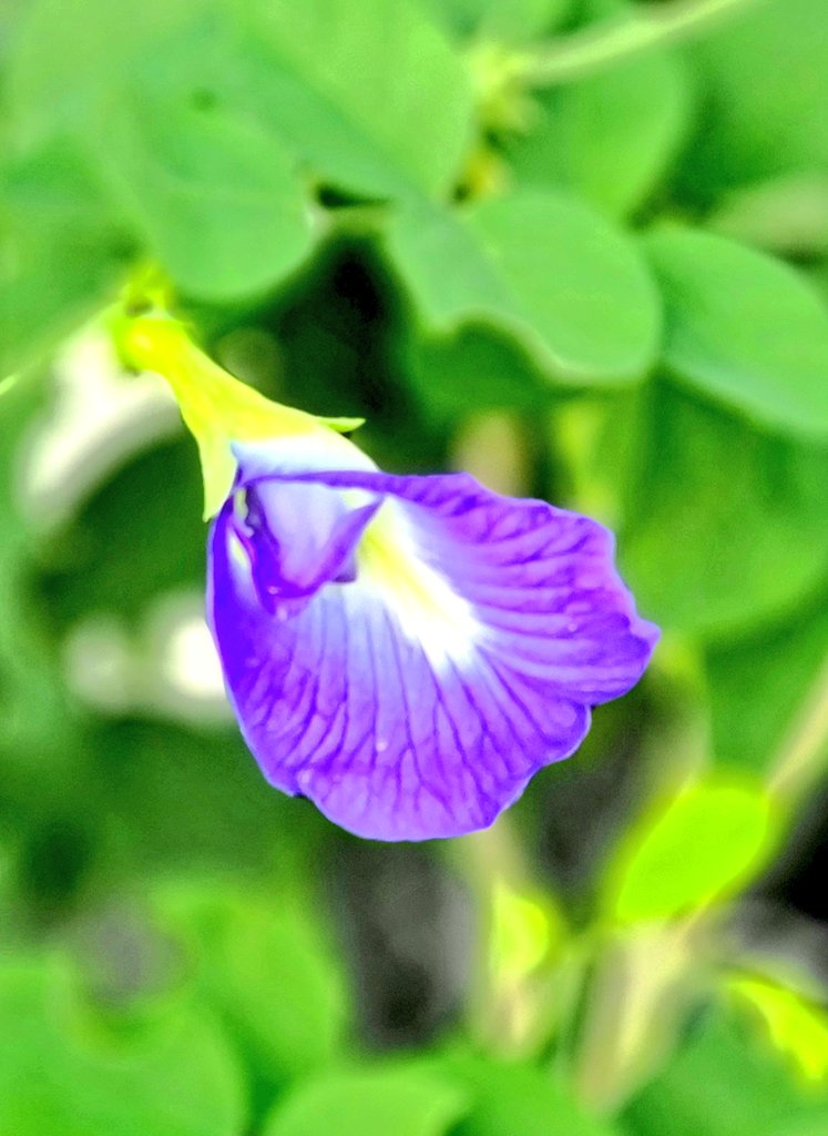 alghafri's tweet photo. #زهور #متسلقة_الشاي_الازرق او #البازلاء_الزرقاء #Clitoria_Ternatea في حديقتي. تستعمل للشاي الازرق الذي يتغير لونه الى عدة الوان تبعا لما يضاف اليه.
يستعمل كملون طبيعي للاطعمة. تتحمل اجواء عمان.
#Asian_pigeonwings
#bluebellvine
#blue_pea
#butterfly_pea
#cordofan_pea
#Darwin_pea
. https://t.co/AmbkrKFNQm